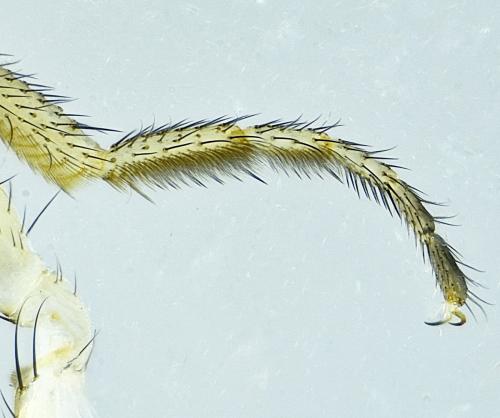 Drosophila immigrans